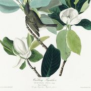 Poster about the red-eyed Vireo, based on an old engraving from 1827.