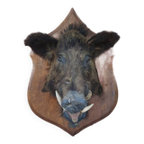 Wild boar hunting trophy