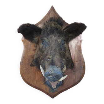 Wild boar hunting trophy