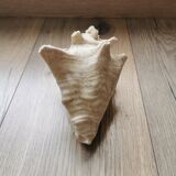 Shell