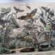 Engraving from 1886 - Sphinx and nocturnal butterflies (2) - Antique lithograph
