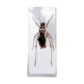 Inclusion cricket entomology cabinet of curiosities