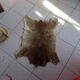 Calfskin 50x60