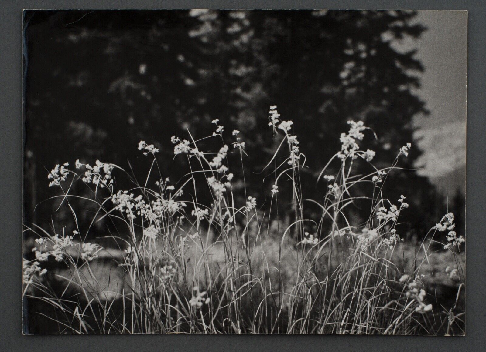 Film photography Bernard Darot Grasses Flowers XXth
