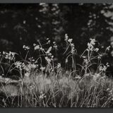 Film photography Bernard Darot Grasses Flowers XXth