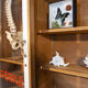 Old pharmacy showcase