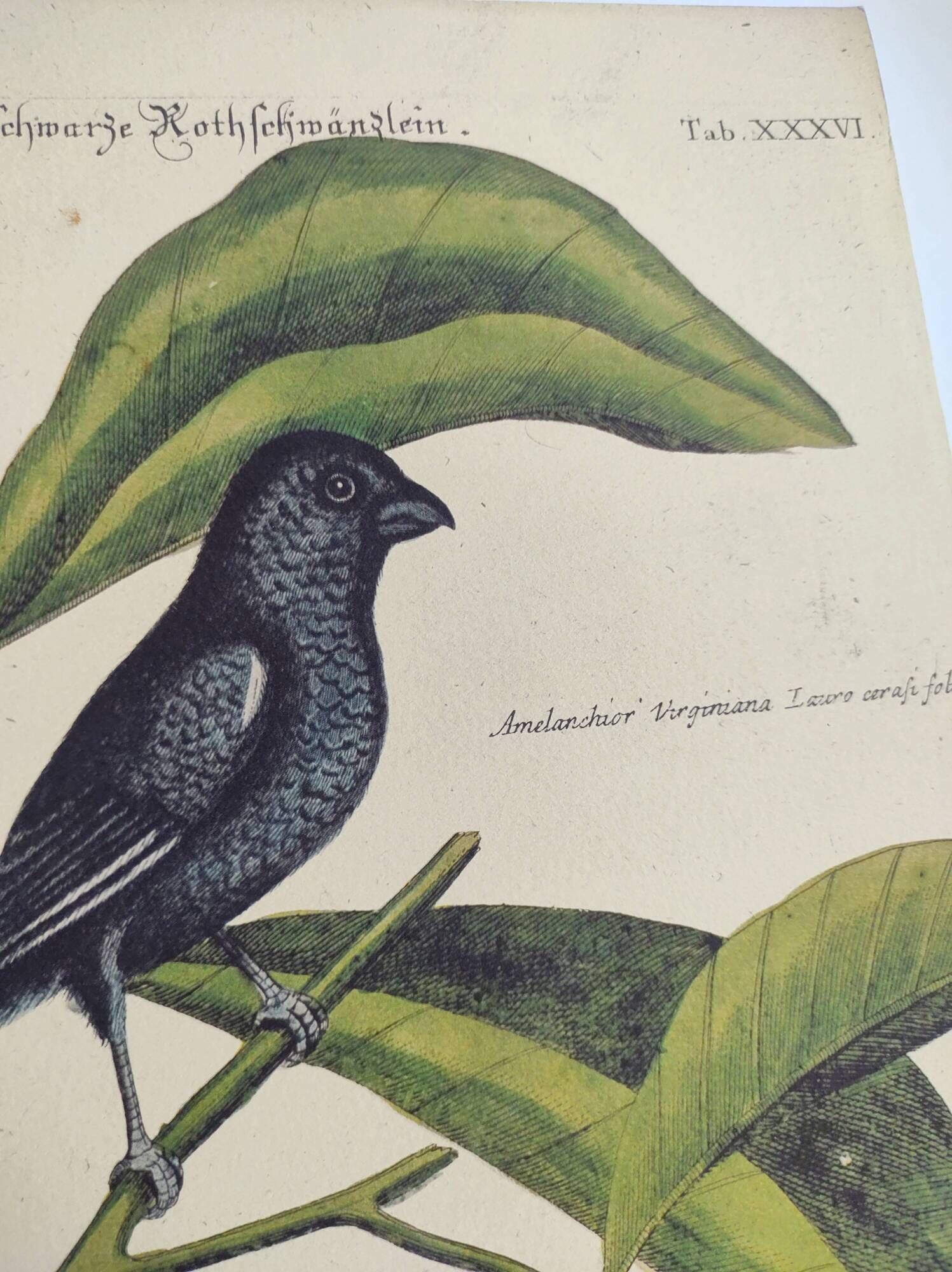 Antique bird engraving - Little Black Redstart - Zoological plate by Seligmann & Catesby