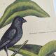 Antique bird engraving - Little Black Redstart - Zoological plate by Seligmann & Catesby