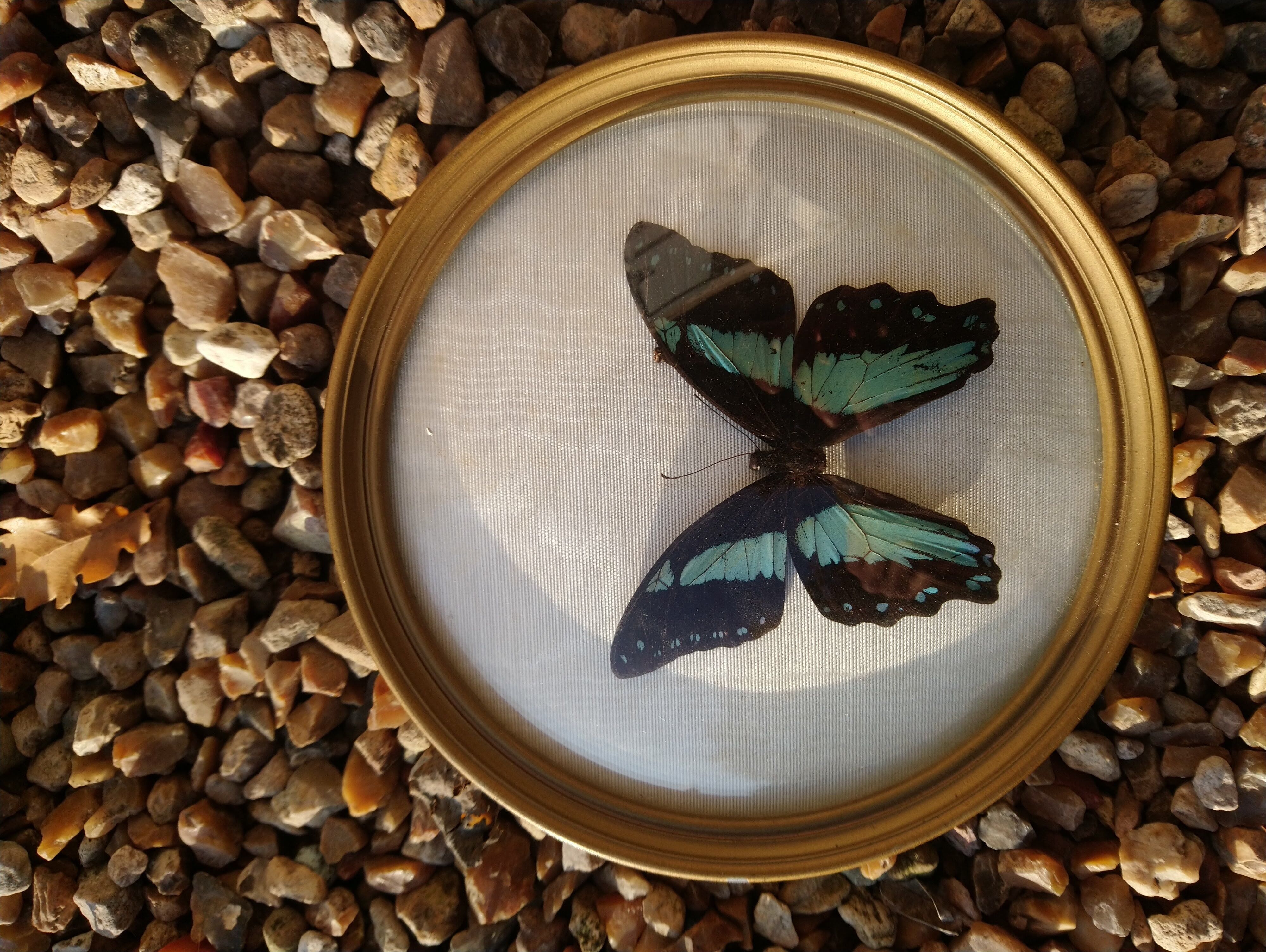 Butterfly round shape