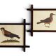 Pair of 19th Century French Folk Art Frames with Pomar Codex Bird Facsimiles