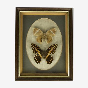 Framed butterflies - determinate and Ulysses