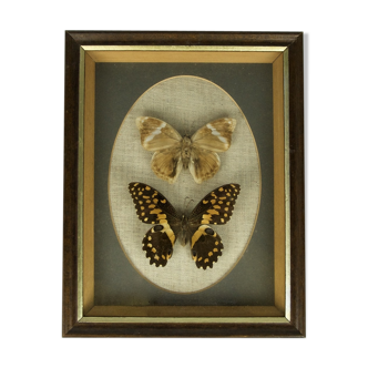 Framed butterflies - determinate and Ulysses