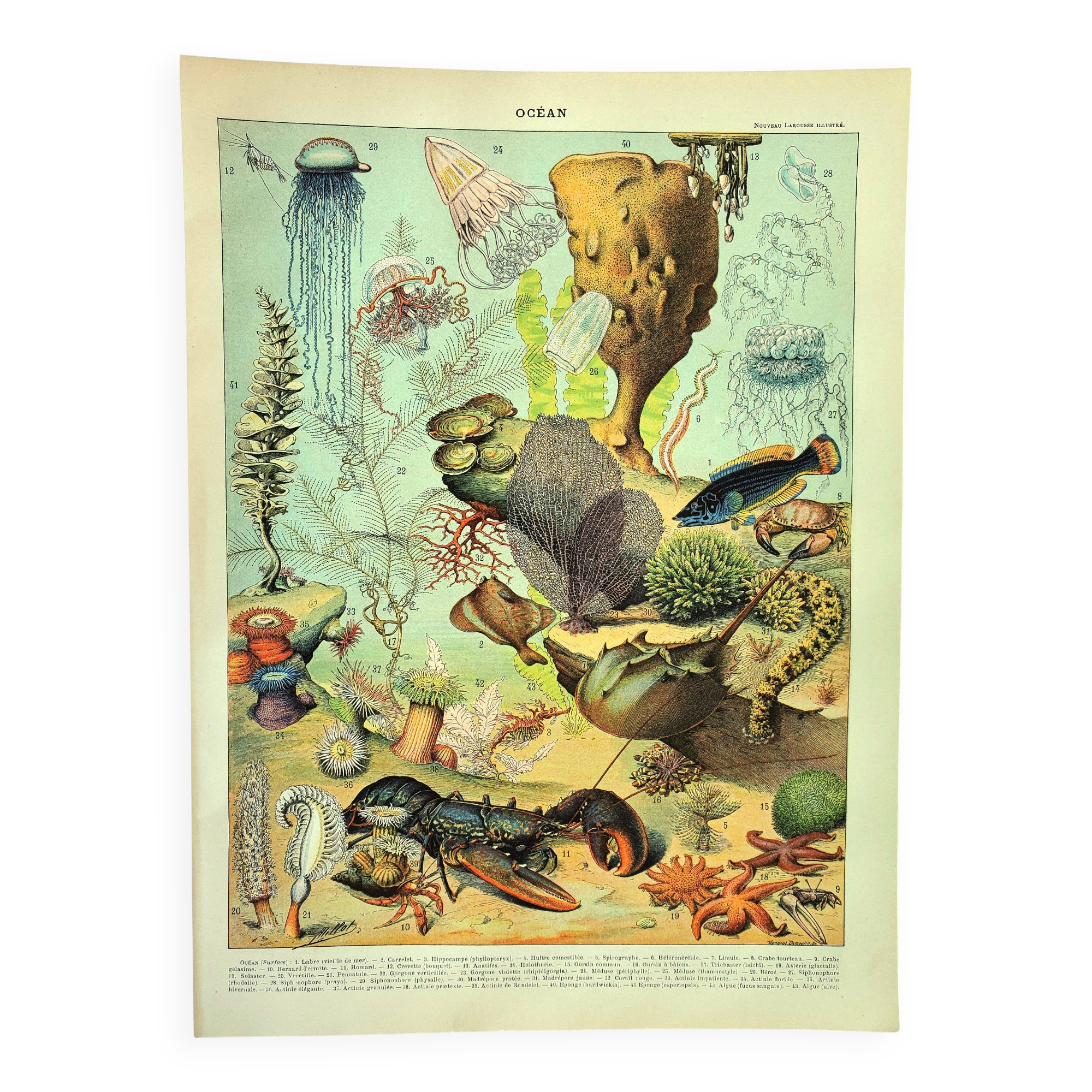 Antique engraving 1897 A. Millot - Fauna and Flora of the oceans, ocean, fish