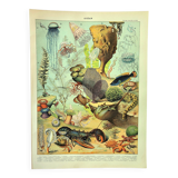 Gravure ancienne 1897 A. Millot - Faune et Flore des océans, océan, poisson