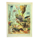 Antique engraving 1897 A. Millot - Fauna and Flora of the oceans, ocean, fish