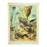 Gravure ancienne 1897 A. Millot - Faune et Flore des océans, océan, poisson
