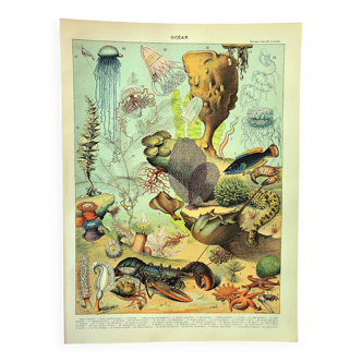 Antique engraving 1897 A. Millot - Fauna and Flora of the oceans, ocean, fish
