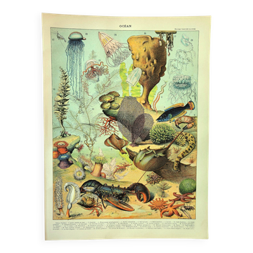 Gravure ancienne 1897 A. Millot - Faune et Flore des océans, océan, poisson