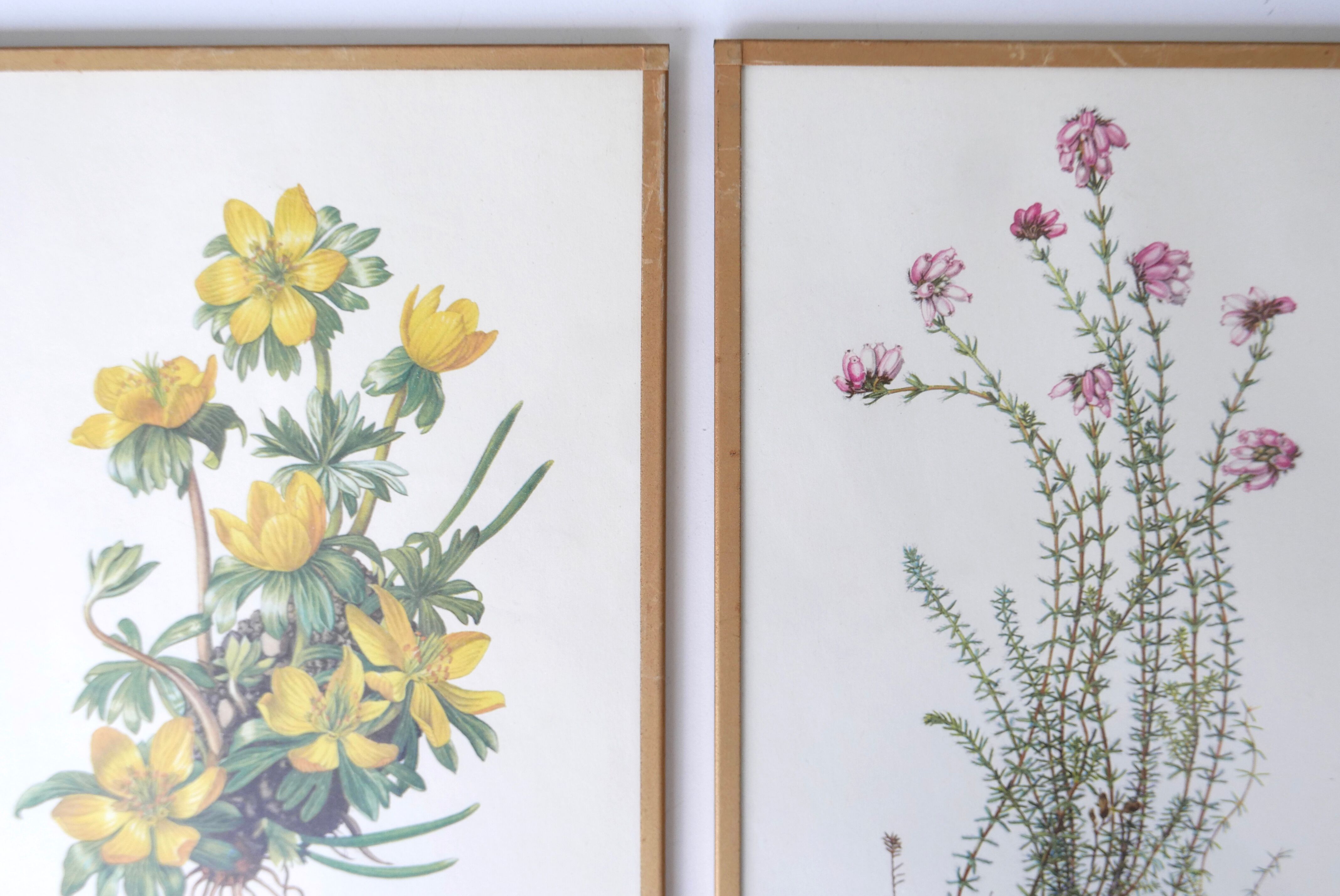 Set of 4 herbarium lithographs, 70s
