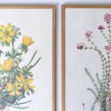 Set of 4 herbarium lithographs, 70s