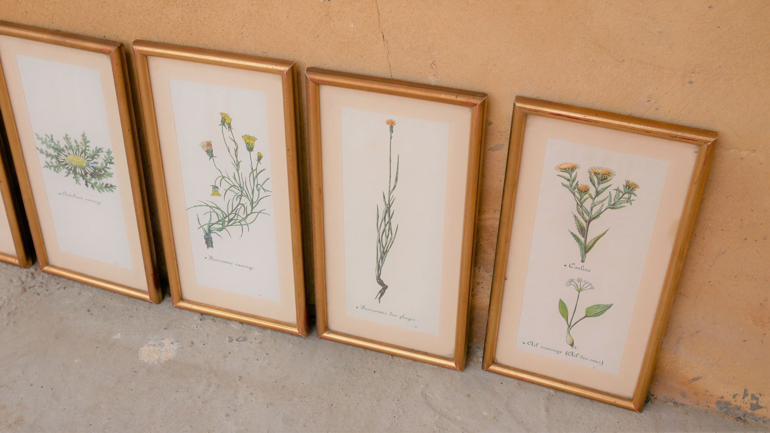 Series of 5 vintage botanical boards
