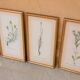 Series of 5 vintage botanical boards