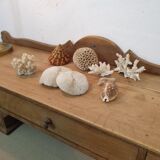 Shells and corals