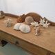 Shells and corals