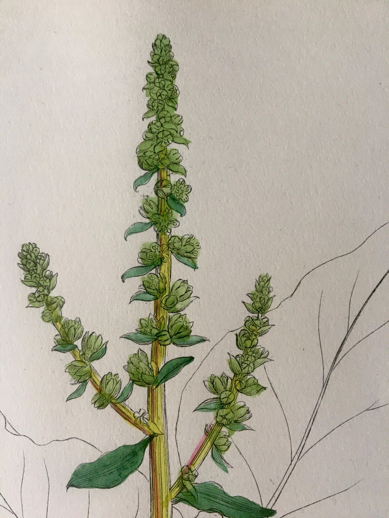 Botanical boards 1920