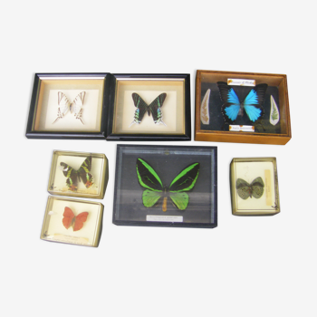 Collection de papillons