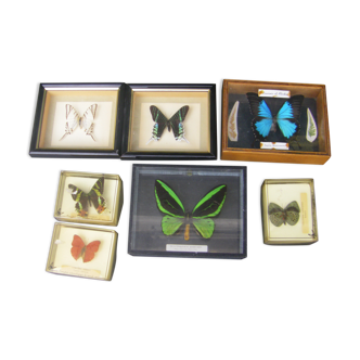 Butterfly collection