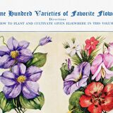 Poster about clematis, climbing geranium, clintonia and cup-and-saucer vine