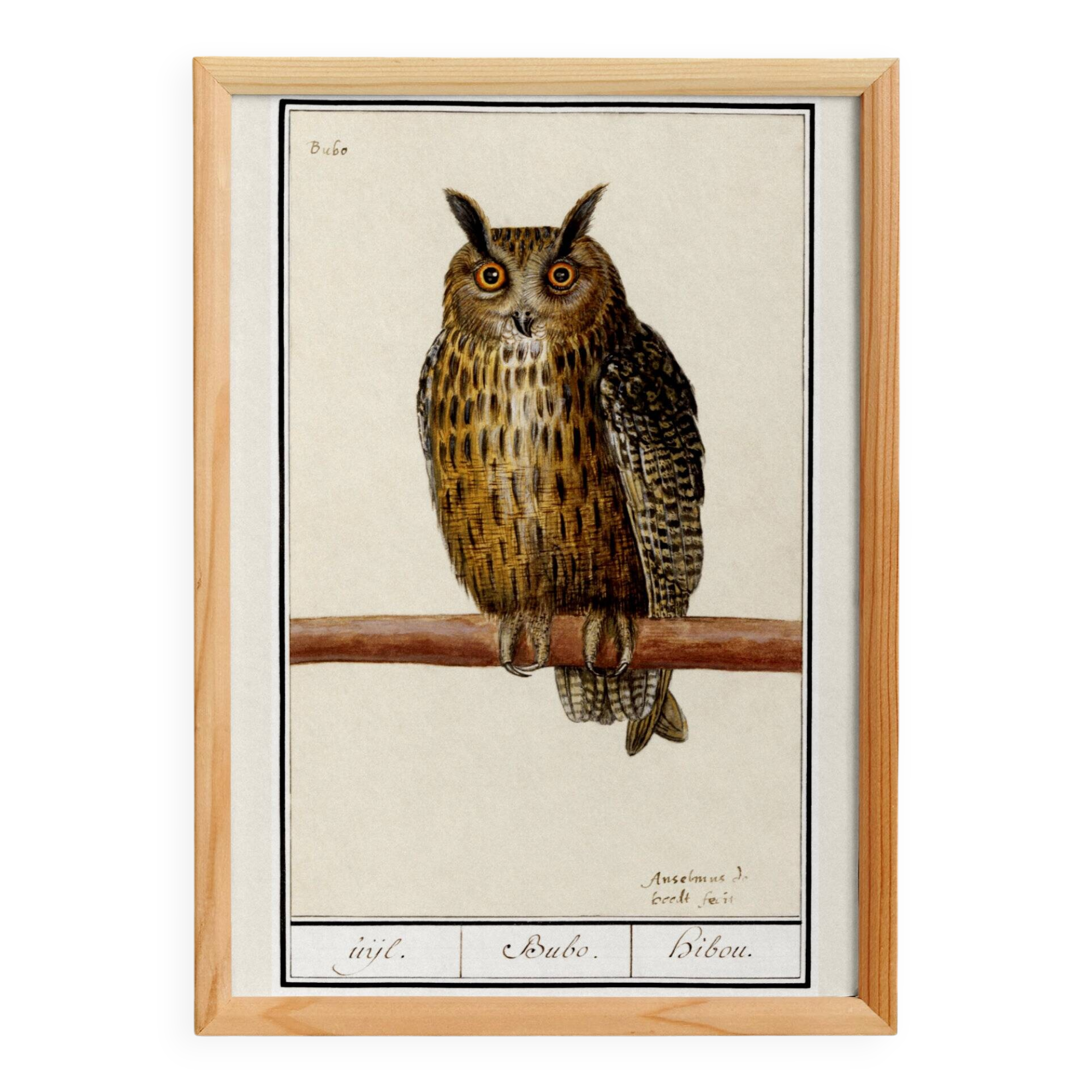 Small poster about the Eagle Owl, after an old engraving from 1610