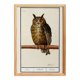 Small poster about the Eagle Owl, after an old engraving from 1610