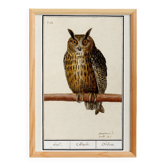 Petite affiche sur le Hibou grand-duc, d'après une gravure ancienne de 1610