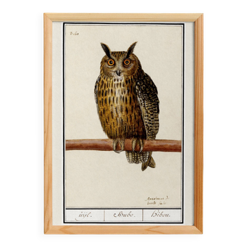 Small poster about the Eagle Owl, after an old engraving from 1610