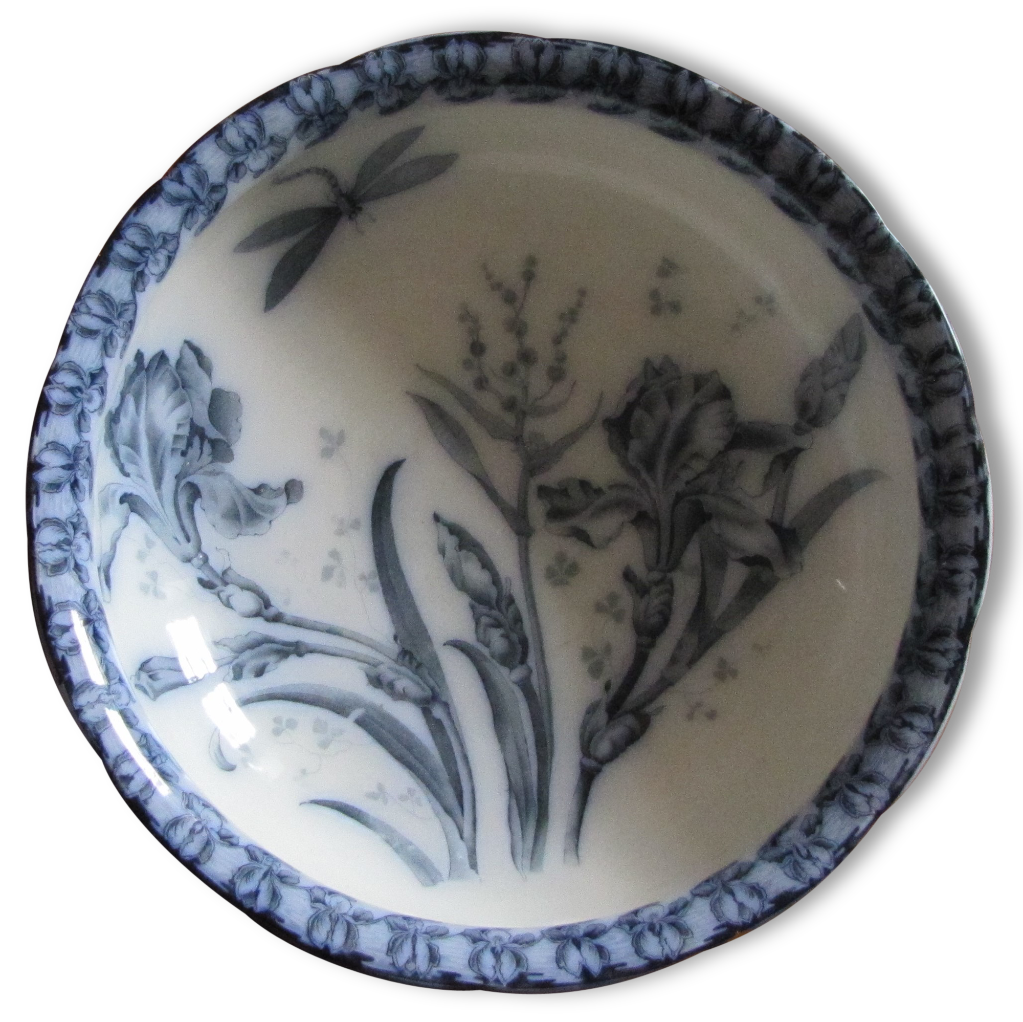 IRIS and dragonfly, beautiful!