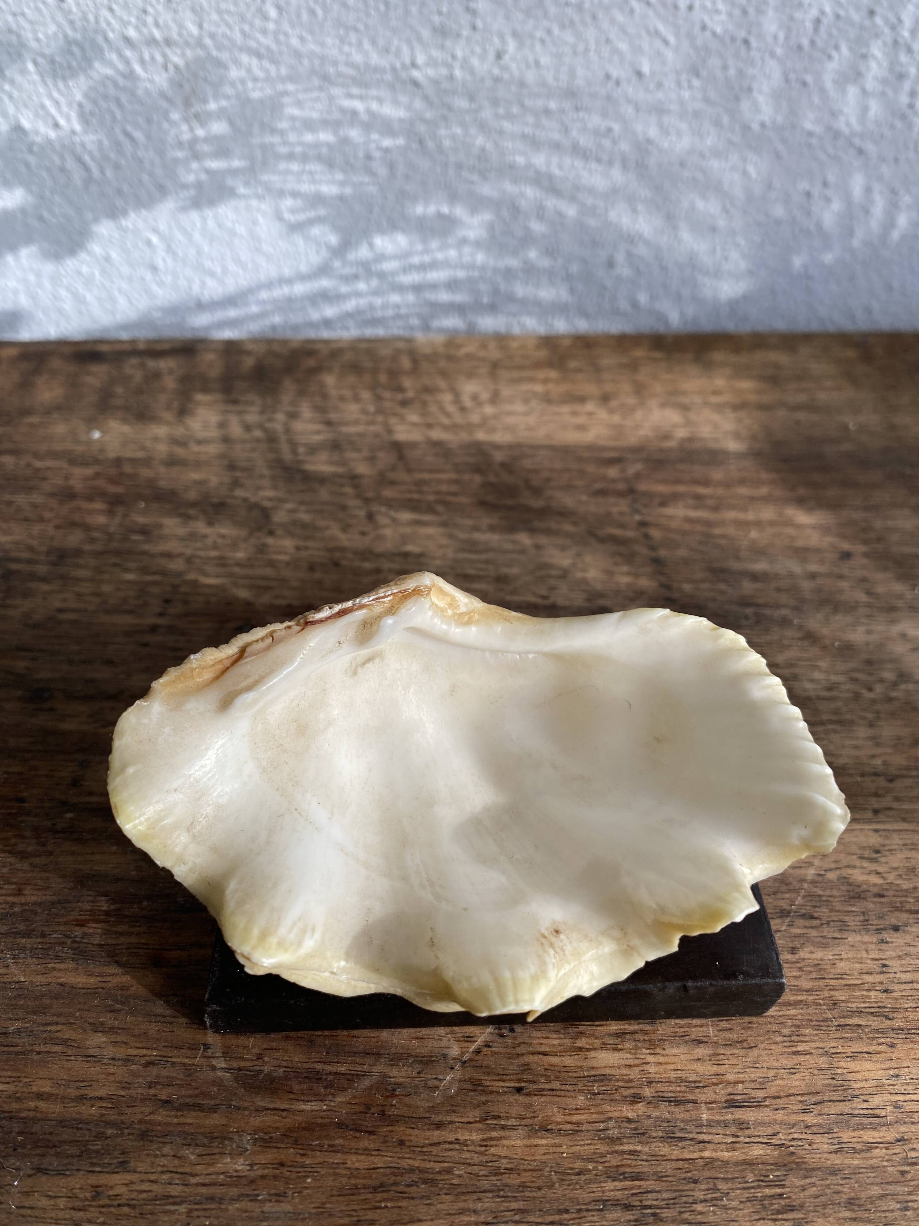 Shell on base, cabinet of curiosities