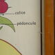 Set of 10 Rossignol posters on plants with frame