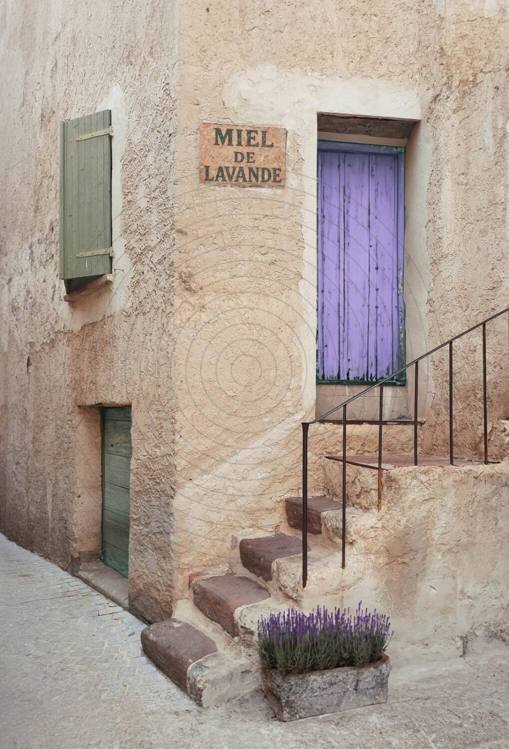 Photograph - "Lavender Honey"