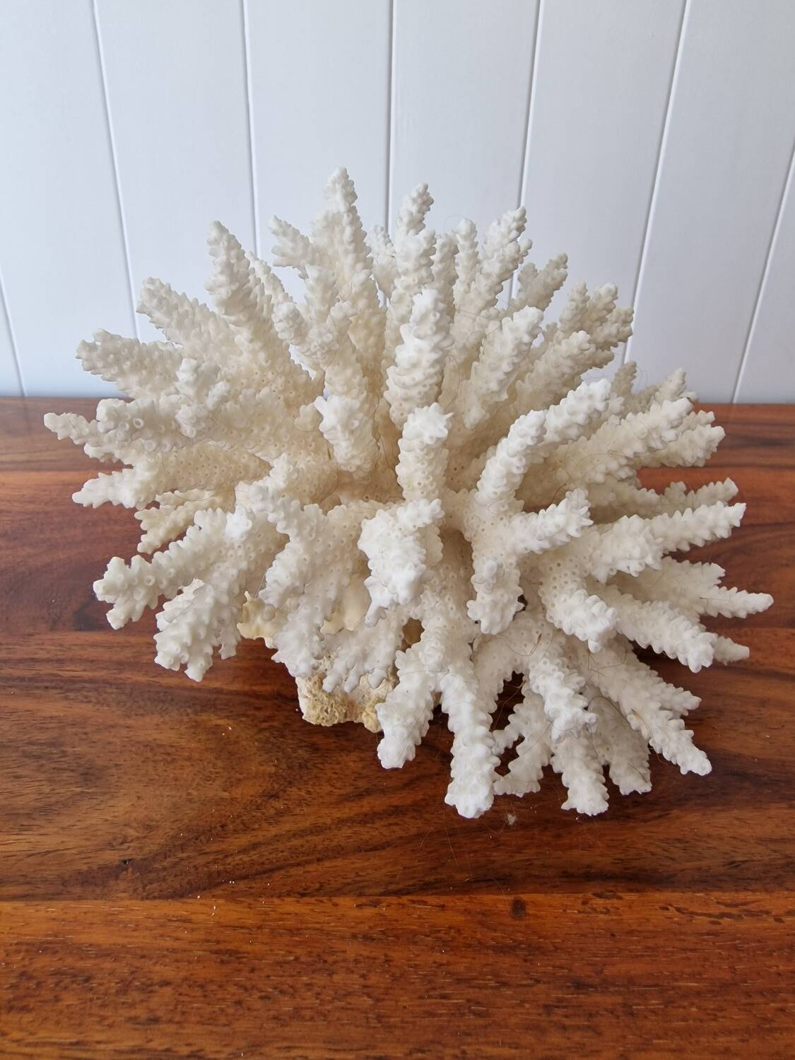 Large white coral