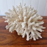 Large white coral