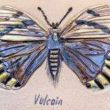 Bas relief painting / earth lepidopterology Butterflies A. Prudhomme Curiosity cabinet