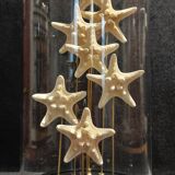 Cabinet of Curiosities globe with white starfish protoreaster nodosus