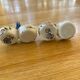 Gien salt and pepper shaker