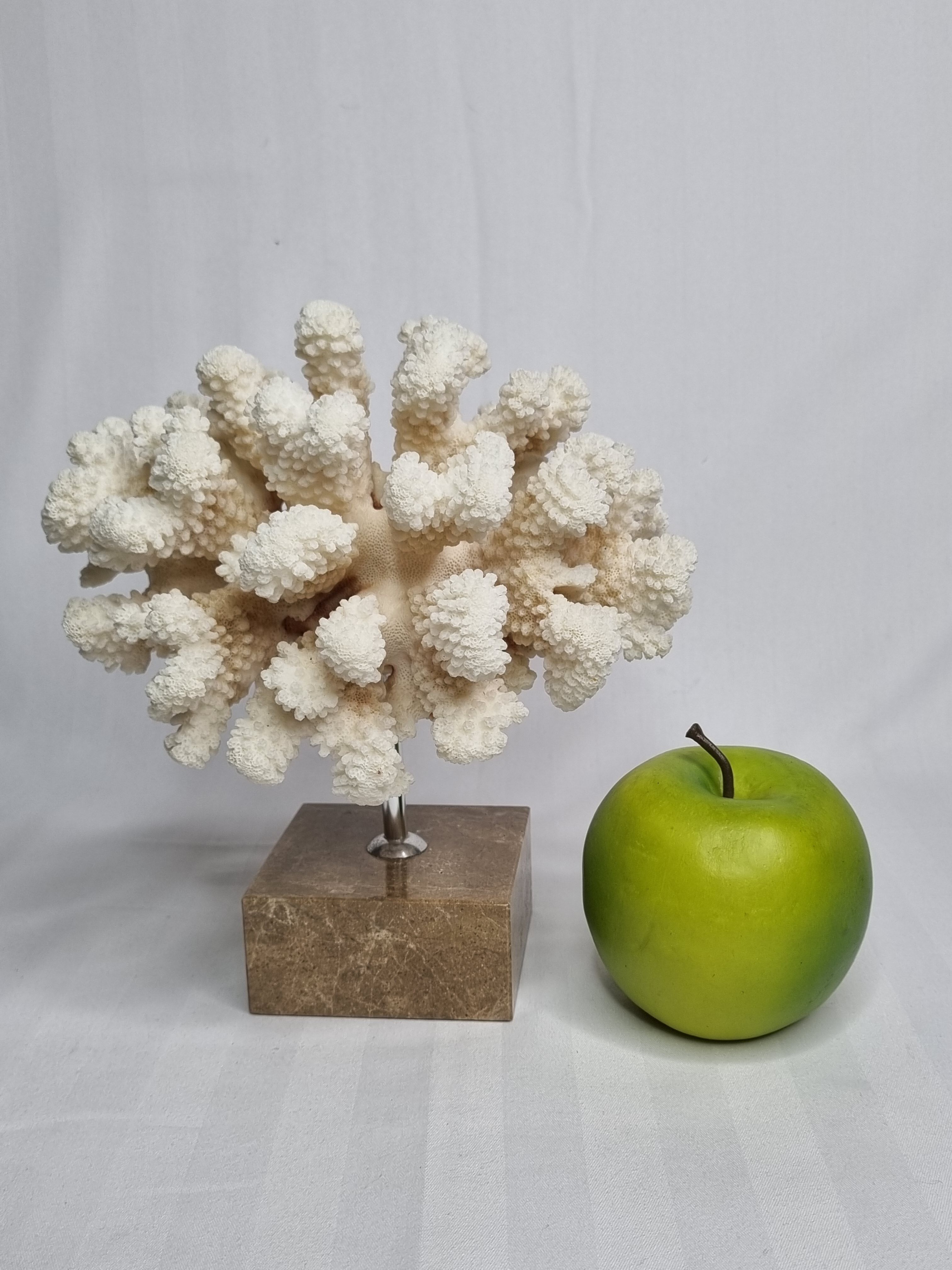Old white coral on marble base, 20 cm