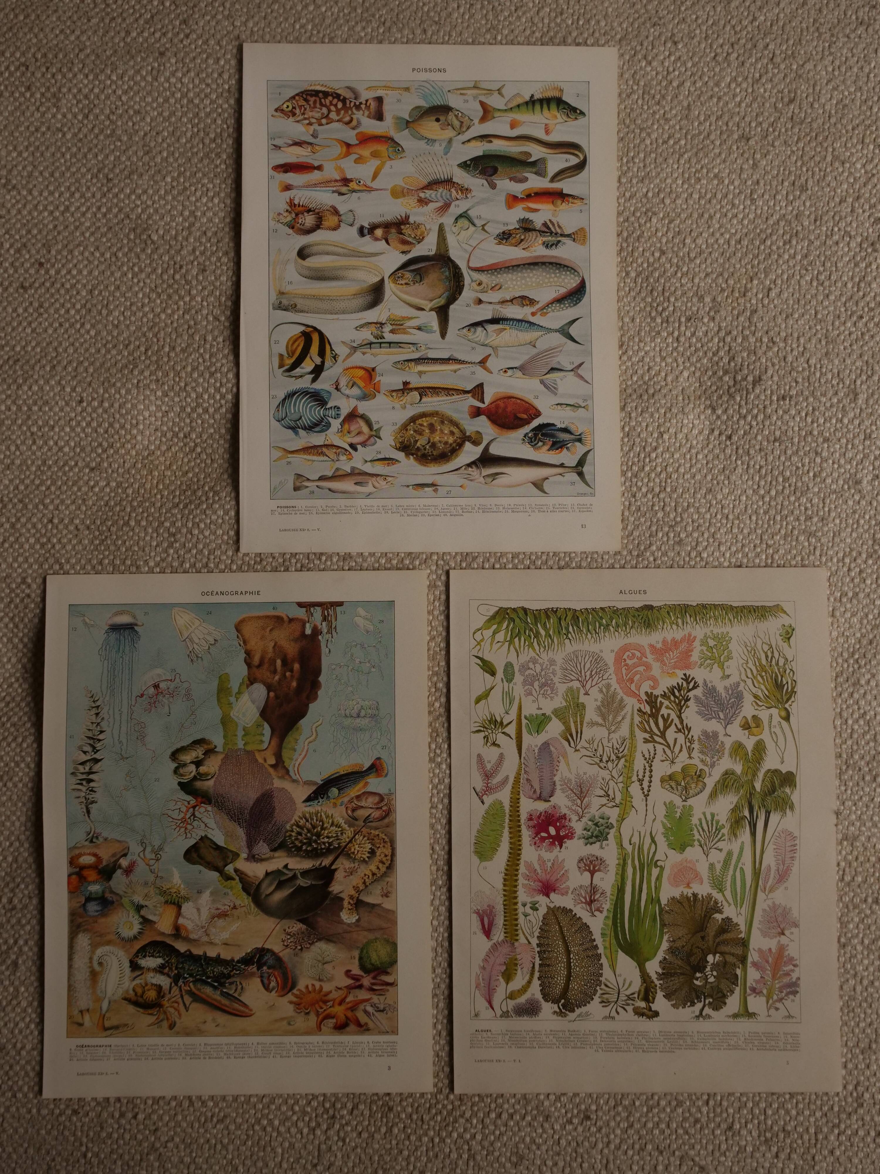 Set of 3 original lithographs on fish, algae and oceanography