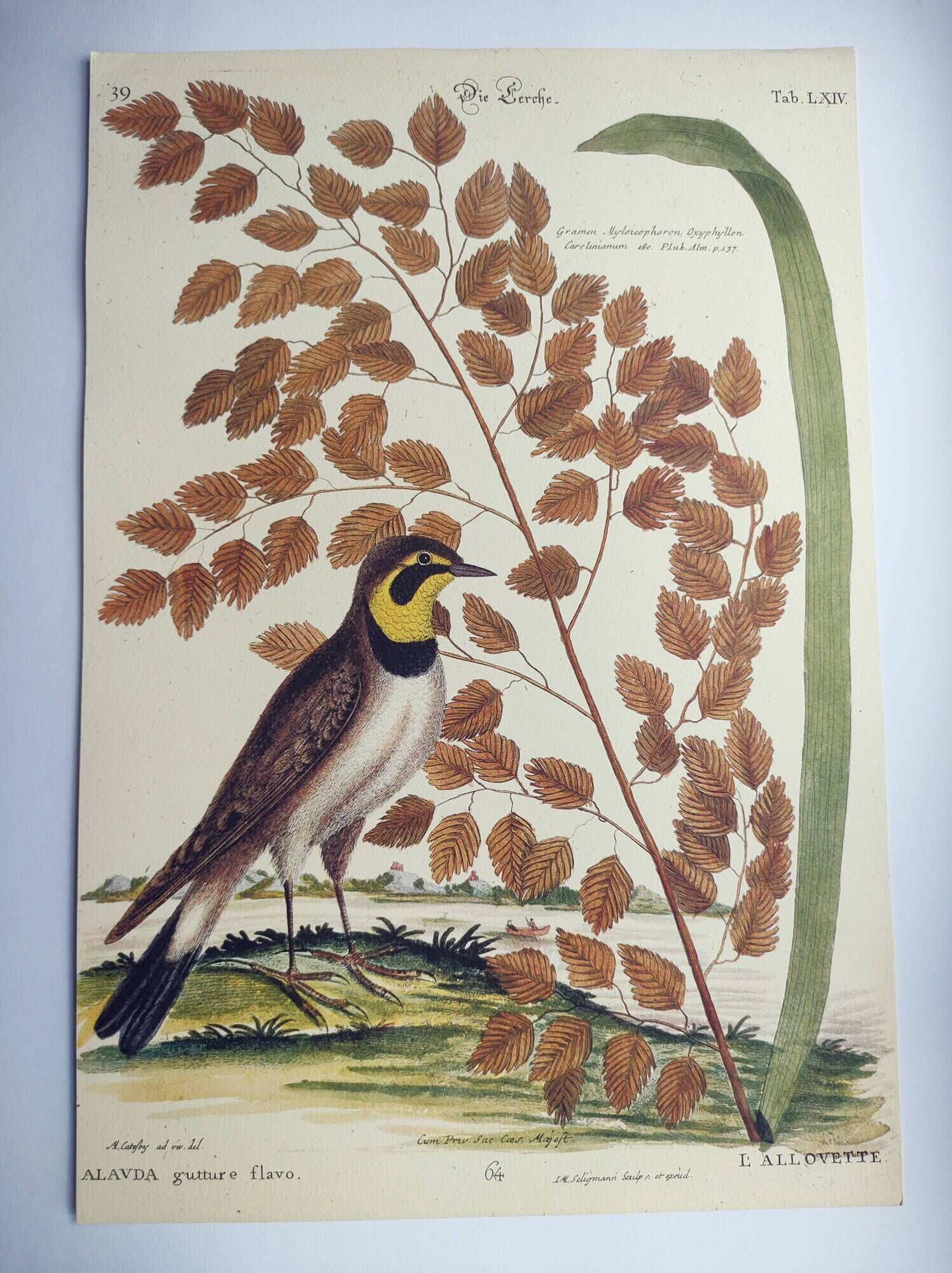Old bird engraving -L'Allouette- Vintage zoological board from 1973 by Seligmann & Catesby
