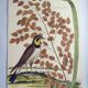 Old bird engraving -L'Allouette- Vintage zoological board from 1973 by Seligmann & Catesby