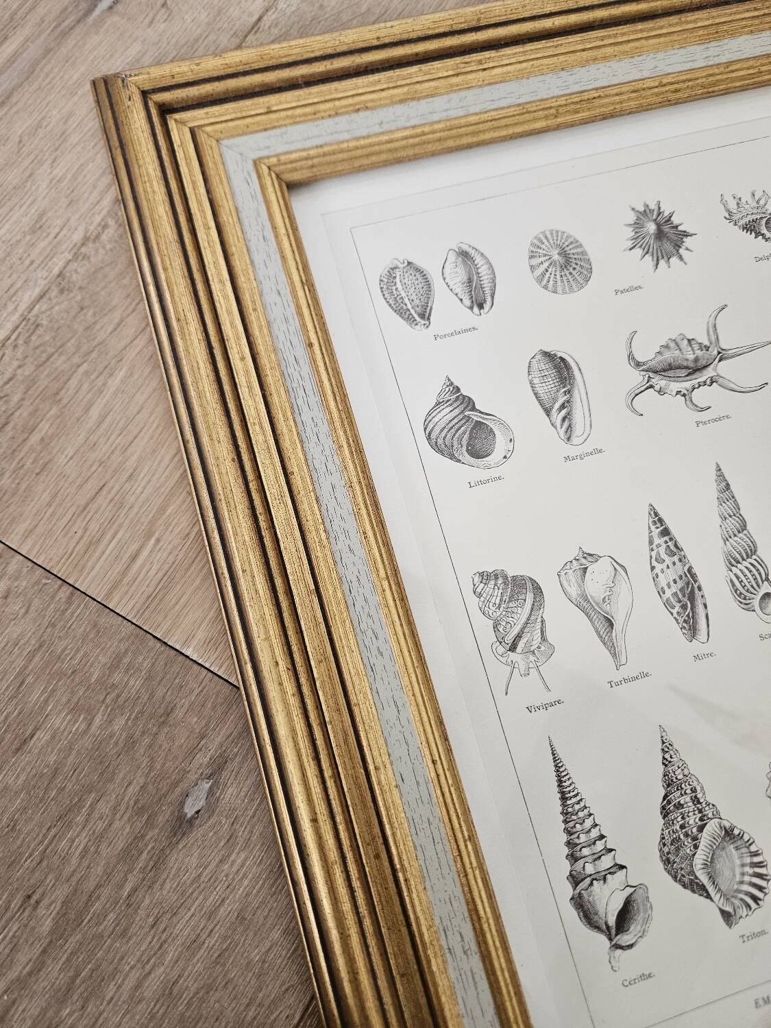 Mollusc entomology board